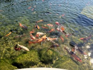 koi pond watergarden backyard fish