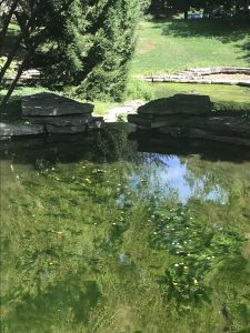 pond algae