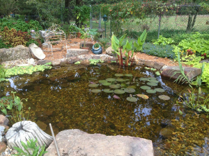 koi pond watergarden backyard