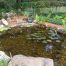 koi pond watergarden backyard