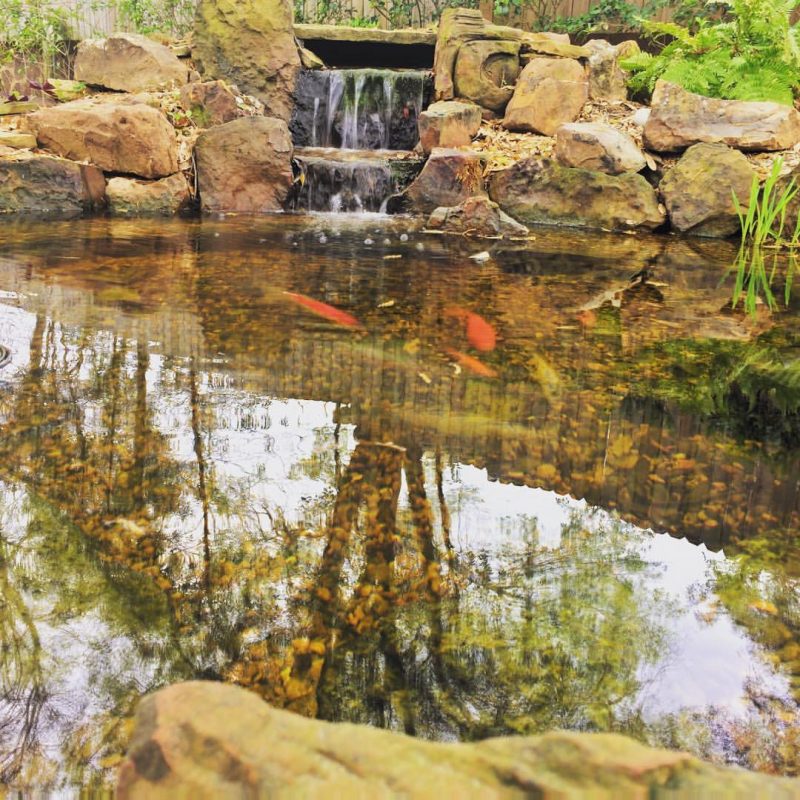 Dallas Fish Pond