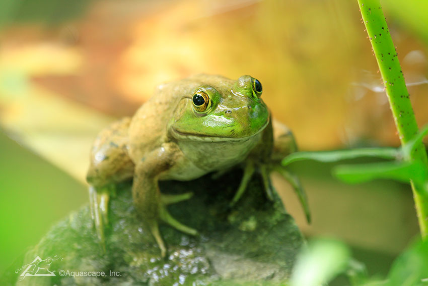 How to take care of pond frogs | FNC PONDS