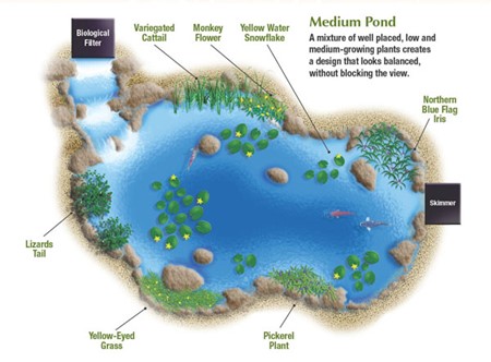 medium pond pond planting