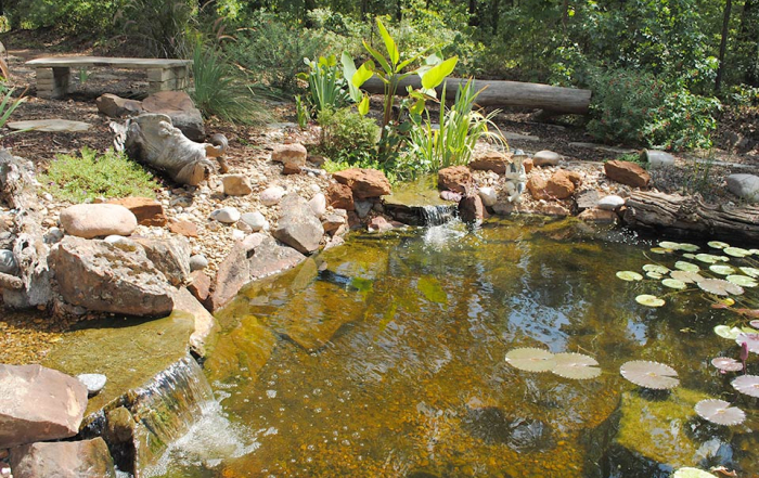 Dallas Pond Plants