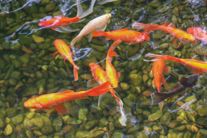 Dallas-Fort Worth pond fish