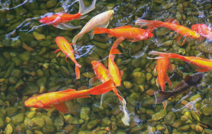 Dallas-Fort Worth pond fish